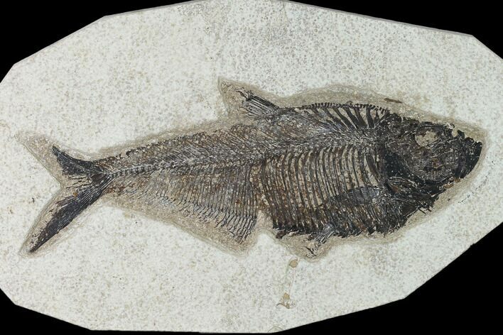 Fossil Fish (Diplomystus) - Green River Formation - Inch Layer #138597